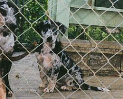 cSugar3mos