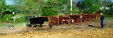 ccCattle1