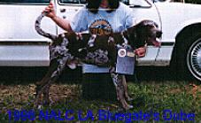 ccDubeFlier2