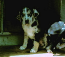 cM1pickA6w